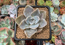 Echeveria 'Bambino 2" Succulent Plant