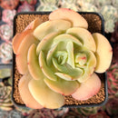 Echeveria 'Drawing' 2"-3" Succulent Plant