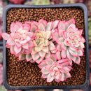 Echeveria 'Mebina' Variegated 2" Cluster Succulent Plant