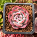 Echeveria 'Horizon' 1" Succulent Plant
