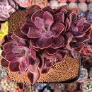 Echeveria 'Hanaikada' Non-Variegated 5" Cluster Succulent Plant