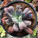 Echeveria 'Linguas' 3" Succulent Plant