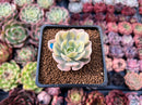 Echeveria Runyonii Variegated (Aka Echeveria 'Akaihosi' Variegated) 2" Succulent Plant