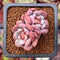 Echeveria 'Juliana Pink' 1" New Hybrid Cluster Succulent Plant