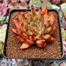 Echeveria Agavoides 'Shaikh' 2"-3" Succulent Plant