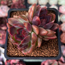Echeveria 'Violet Cheese' 2" Succulent Plant