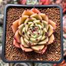 Echeveria Agavoides 'Sarabony' 2" Succulent Plant