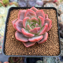 Echeveria 'Sharman' 2" Succulent Plant