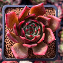 Echeveria Agavoides sp. 2" Succulent Plant