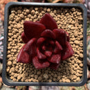 Echeveria Agavoides 'Luming' 2" Succulent Plant