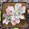 Graptoveria 'Mrs. Richards' Variegated 2" Succulent Plant