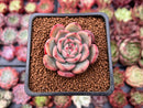 Echeveria 'Glam Pink' 1" Succulent Plant