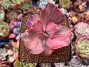 Echeveria 'Suyon Frill' Variegated 3" Succulent Plant