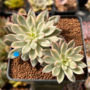 Echeveria 'Green Emerald' Variegated 2"-3” Cluster Succulent Plant