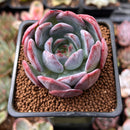 Echeveria 'Starmark' 2" Succulent Plant