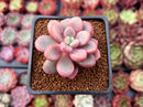 Echeveria 'Polari' 1" New Hybrid Succulent Plant
