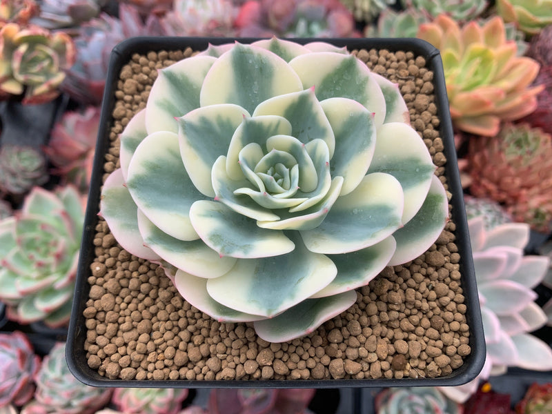 carousel succulent Echeveria 'Compton Carousel' Variegated 3"-4" Succulent Plant