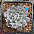 Echeveria 'Revolution' 2" New Hybrid Succulent Plant
