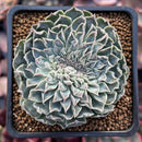 Echeveria 'Hearts Choice' Crested 2"-3" Succulent Plant