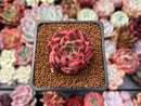 Echeveria Agavoides 'Fire Pillar' 2" Succulent Plant