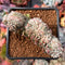 Echeveria 'Primera' Crested 2" Succulent Plant