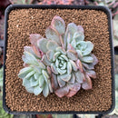 Echeveria 'Raffine' 2" Succulent Plant