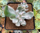 Echeveria 'Berkeley Light' Variegated 3" Succulent Plant