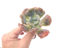 Echeveria 'Hearts Delight' 4" Rare Succulent Plant