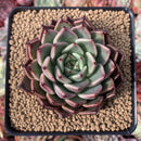 Echeveria 'Ebony' X 'Zaragoza' 2"-3" Succulent Plant