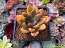 Echeveria Agavoides 'Planetary Stars' 2" Succulent Plant