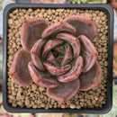 Echeveria 'Pink Champaign' 2" Succulent Plant