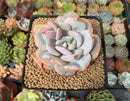 Echeveria 'Cream Tea' 3" Powdery Succulent Plant
