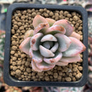 Pachyveria 'Simonasa' Variegated 1" Powdery Succulent Plant