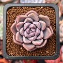 Echeveria 'Loris 1"-2" New Hybrid Succulent Plant