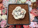 Echeveria 'Bridge' 1" New Hybrid Succulent Plant