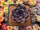 Echeveria 'Purple Zaragoza' 2" Succulent Plant