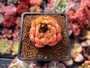 Echeveria 'Evening Star' 1" Succulent Plant