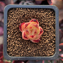 Echeveria Agavoides 'Maria' 1/2" Small Seedling Succulent Plant