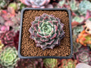 Echeveria Agavoides 'Plum Rose' 2" Succulent Plant
