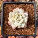 Echeveria 'Derlu' 1" Succulent Plant