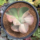 Echeveria 'Suyon Frill' Variegated 4" Succulent Plant