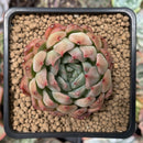 Echeveria 'Piano' 2" Succulent Plant