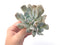 Echeveria 'Exotic' Laui x Topsy Turvery Hybrid 4" Powdery Succulent Plant