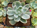 Echeveria 'Pastel' Variegated 3" Succulent Plant