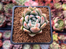 Echeveria 'Matilda' 1" Powdery Succulent Plant