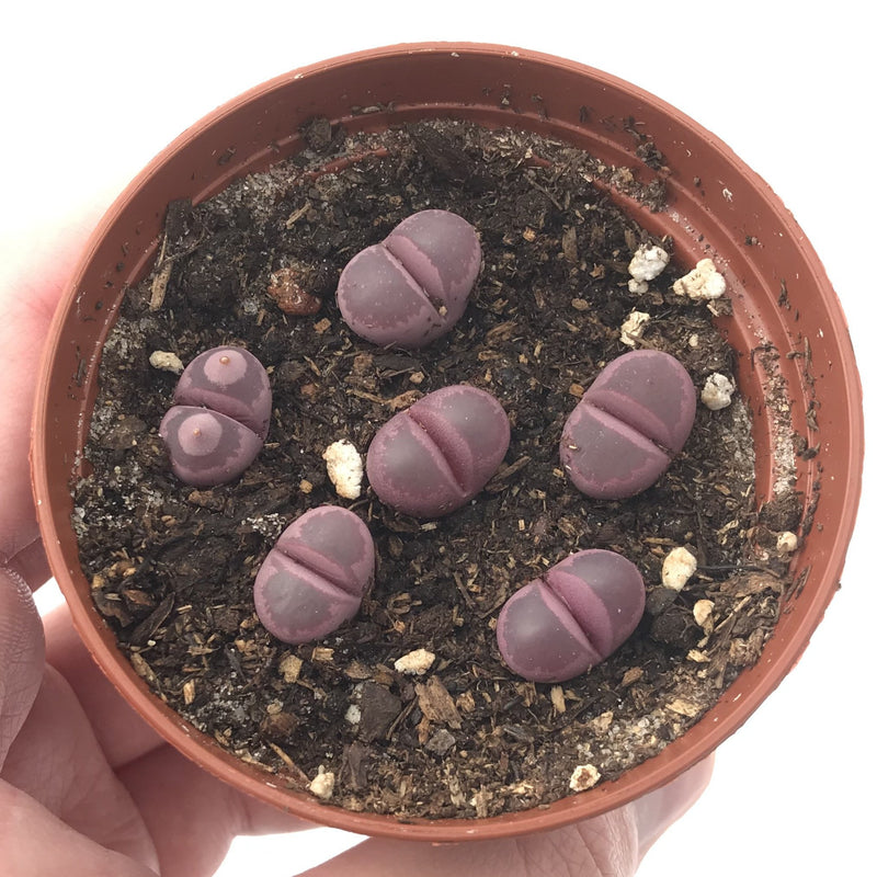 Collection of Lithops 'Optica Rubra' 2" (x6 Lithops)