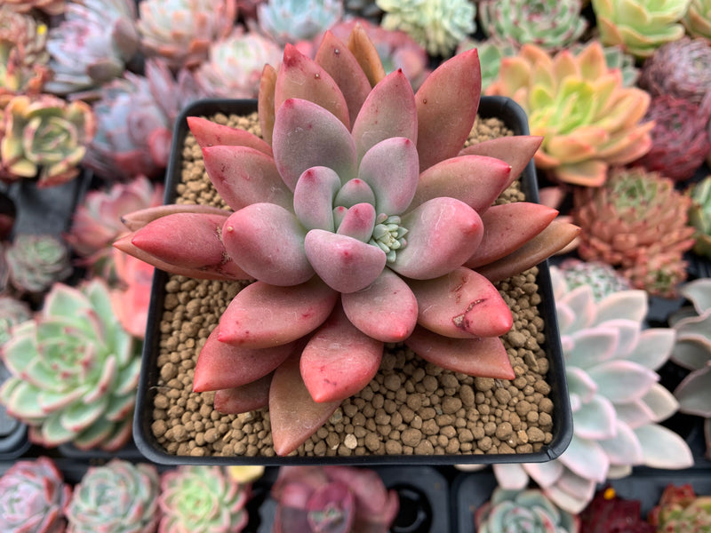 red ruby succulent Graptoveria 'Ruby Donna' 3"-4" Succulent Plant – True Succulents Plant Co