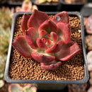 Echeveria Agavoides 'Amestro' 2" Succulent Plant