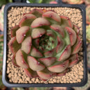 Echeveria Agavoides sp. 3" Succulent Plant