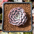 Echeveria 'Pink Zaragoza' 1" Succulent Plant